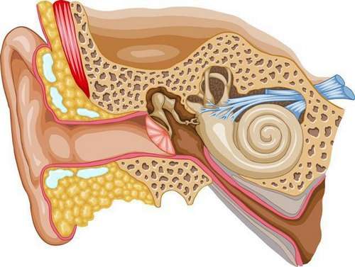 Неврит слухового нерва: симптоми і лікування