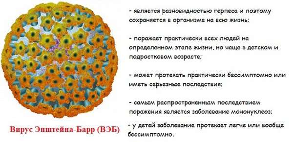 Вірус Епштейна-Барр: симптоми і лікування