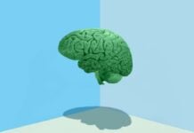 Людський мозок розвивається в п’ять різних фаз, досягаючи повної зрілості приблизно у 32 роки