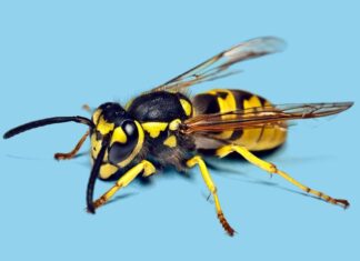 Punture di vespe: una guida completa a sintomi, allergie e trattamento