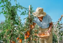 Хвороба Альцгеймера та безпека у спеку: захист когнітивного здоров’я в умовах зростаючих температур