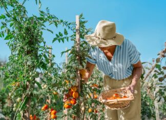 Alzheimer und Hitzesicherheit: Schutz der kognitiven Gesundheit bei steigenden Temperaturen