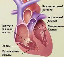 Порок серця: симптоми і лікування