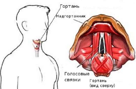 Ларингіт: симптоми і лікування
